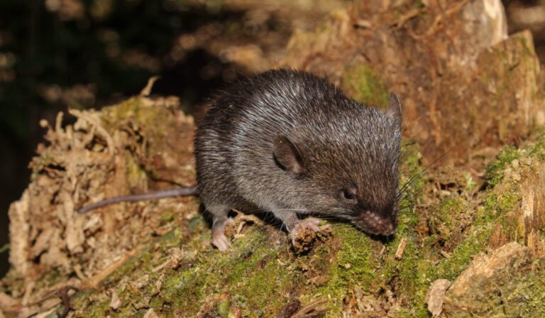 La vida en la Tierra sorprende: científicos descubren más de 16 mil nuevas especies cada año