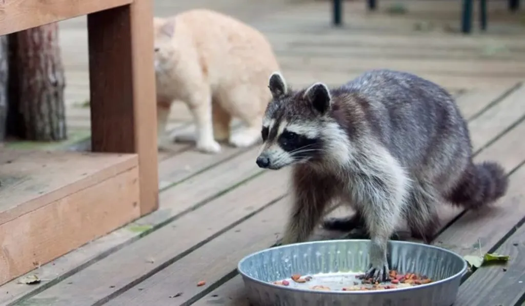 Los mapaches se están “domesticando” solos… y lo estamos viendo en tiempo real