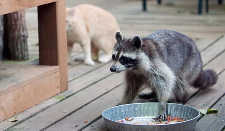 Los mapaches se están “domesticando” solos… y lo estamos viendo en tiempo real