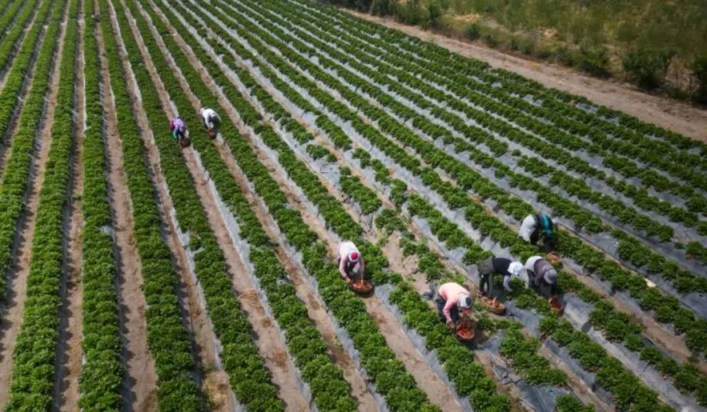 Perú transforma un desierto en un huerto gigante que terminó en debate