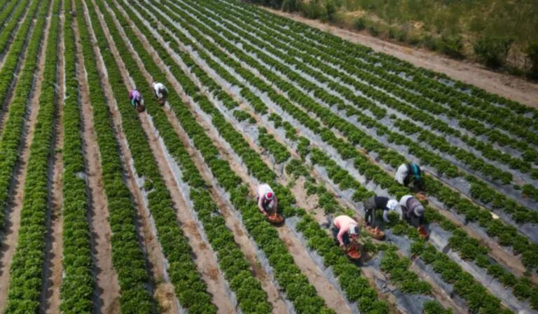 Perú transforma un desierto en un huerto gigante que terminó en debate