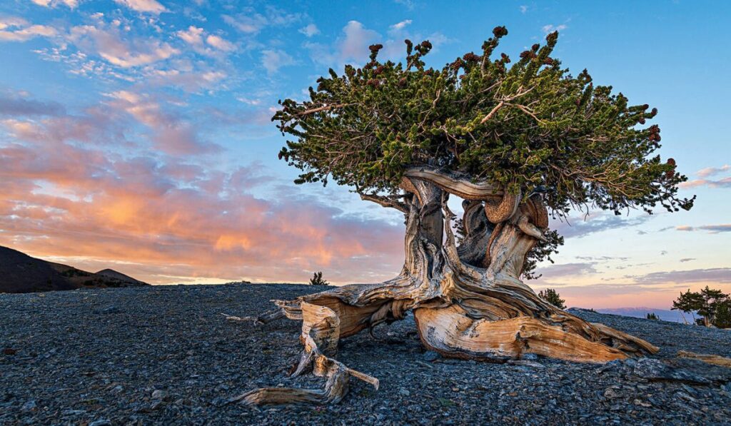 Prometeo: el árbol de casi 5 mil años que fue talado por error y cambió la conservación ambiental