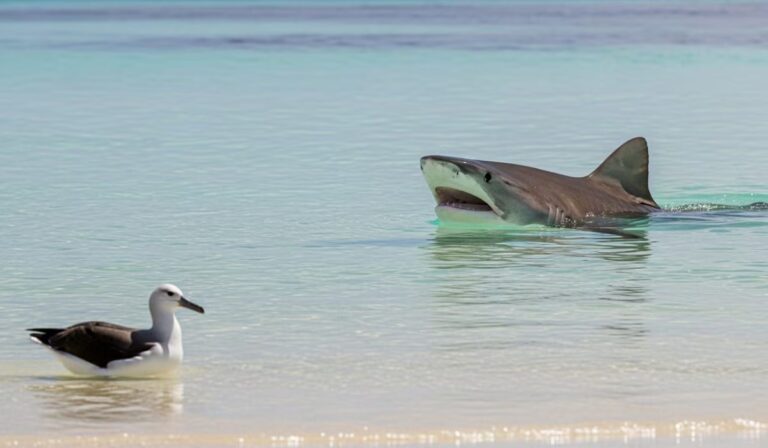 Tiburones vs aves marinas: la inesperada “guerra territorial” en Hawái