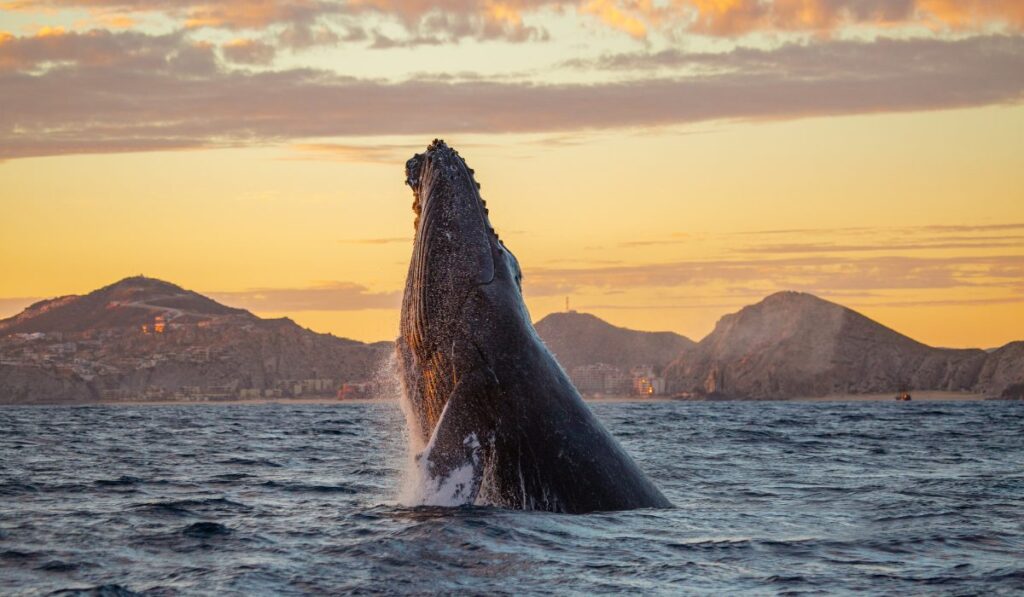 Turismo con conciencia: cómo observar ballenas sin dañar el océano