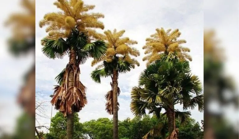 Las palmeras talipot florecen por primera vez en Río de Janeiro