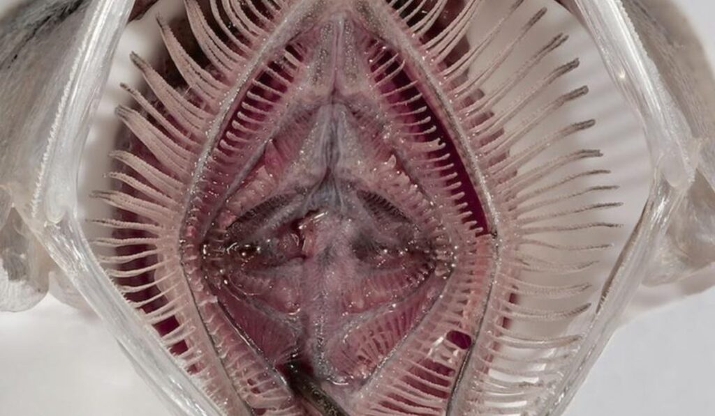 Un filtro inspirado en peces promete eliminar el 99% de los microplásticos de las lavadoras