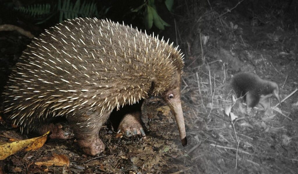 Un mamífero que se creía extinto reaparece en la selva y revive la esperanza de la conservación