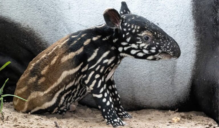 Un nacimiento histórico en España da esperanza a un mamífero en peligro de extinción