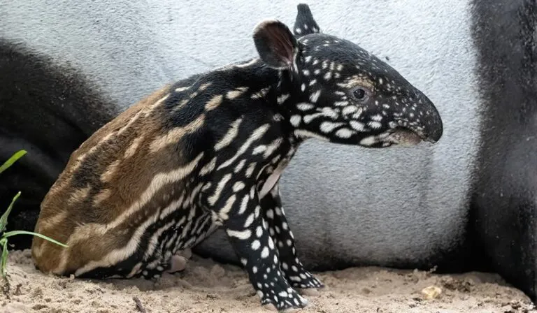 Un nacimiento histórico en España da esperanza a un mamífero en peligro de extinción