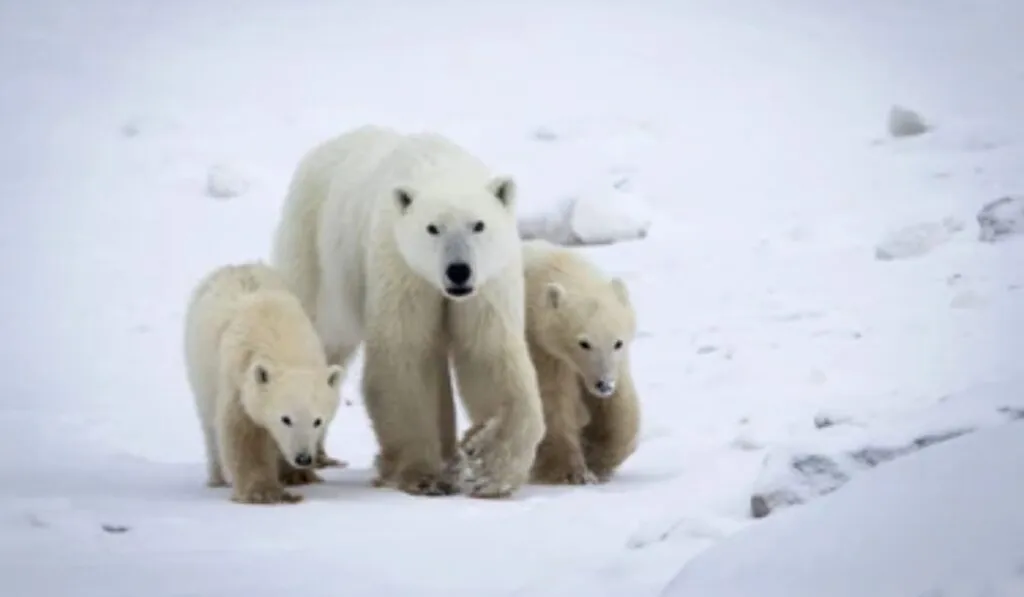 Una historia poco común en el Ártico: una osa polar adopta a una cría que no era suya