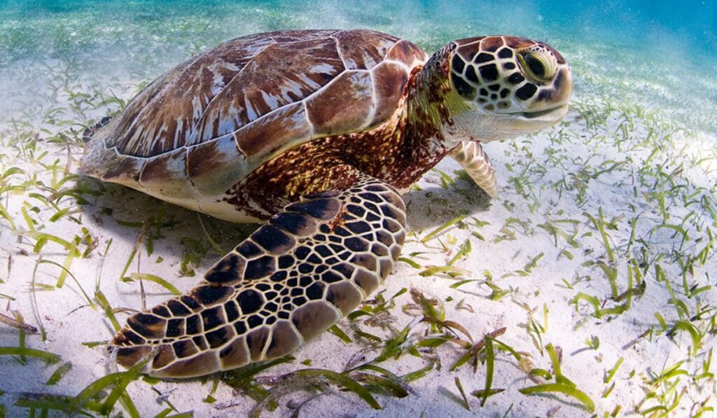 Más tortugas en las playas de España: una señal alentadora que también preocupa
