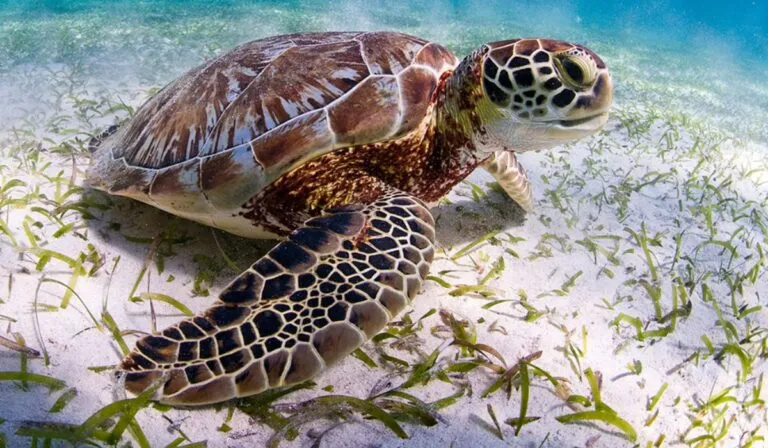 Más tortugas en las playas de España: una señal alentadora que también preocupa