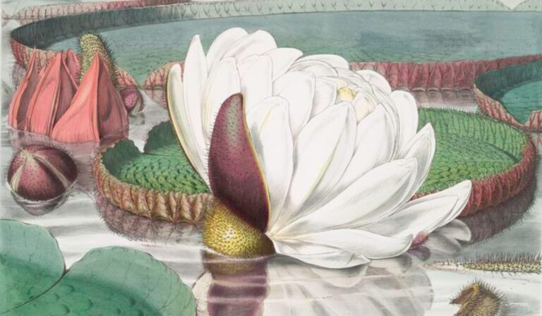 Victoria regia: la planta gigante que inspiró una revolución arquitectónica