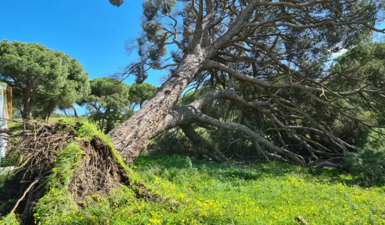 Adiós al pino de Platero: cae el árbol que guardó la memoria de Juan Ramón Jiménez