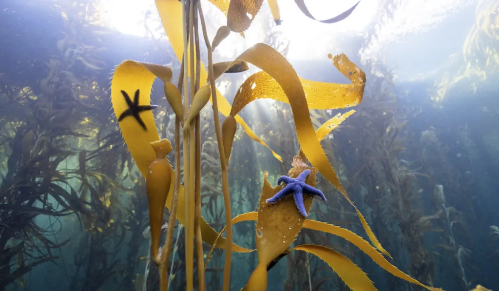 Alerta ambiental en Baja California: los bosques de kelp se están quedando sin vida