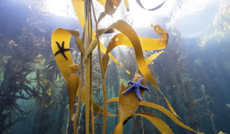 Alerta ambiental en Baja California: los bosques de kelp se están quedando sin vida