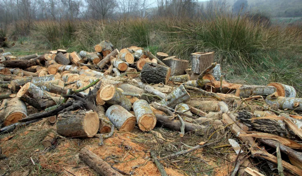 Cada árbol importa: las pequeñas talas ponen en riesgo el papel de los bosques frente al cambio climático