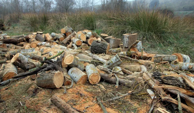 Cada árbol importa: las pequeñas talas ponen en riesgo el papel de los bosques frente al cambio climático