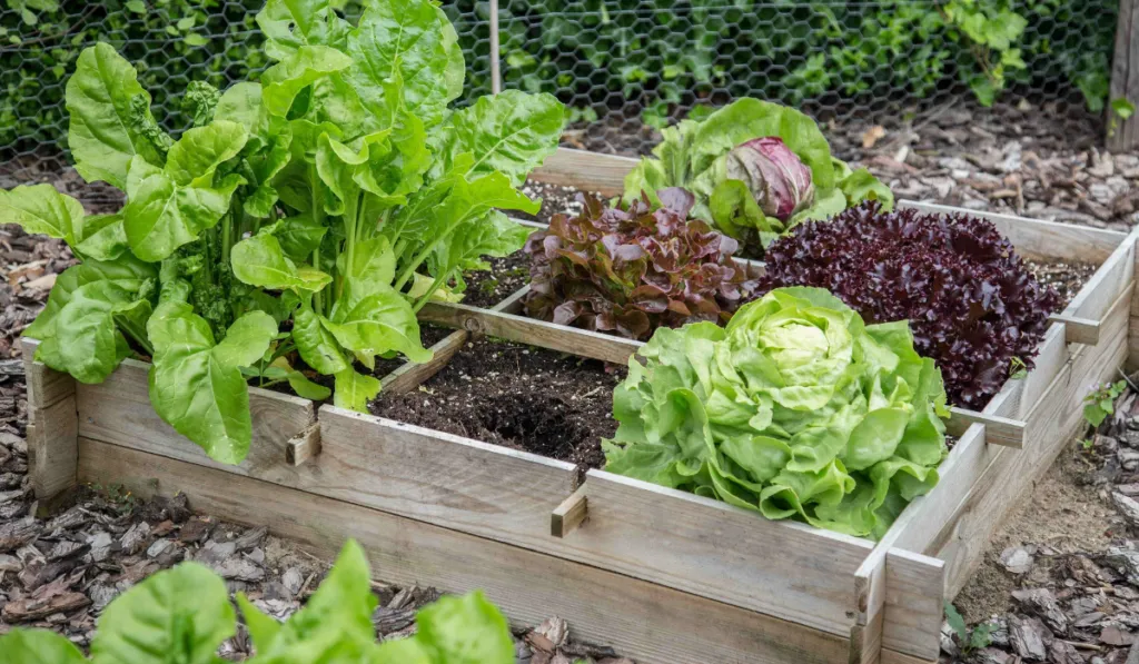 Calendario de siembra 2026: qué sembrar cada mes y cómo cuidar tu huerto todo el año