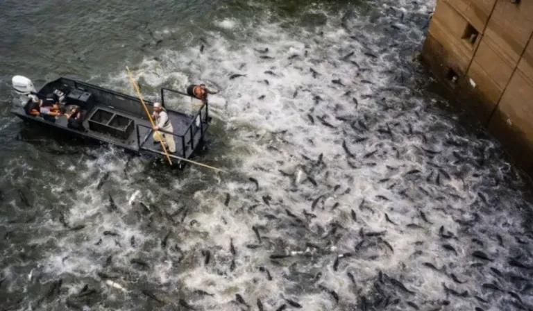 Contra la carpa asiática: más de 45 toneladas retiradas para salvar los ríos de Estados Unidos