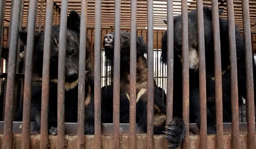 Corea del Sur pondrá fin a la cría de osos para extraer bilis, pero casi 200 siguen enjaulados