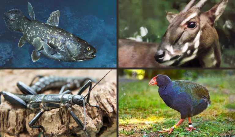 Cuando la extinción se equivoca: especies que regresaron contra todo pronóstico