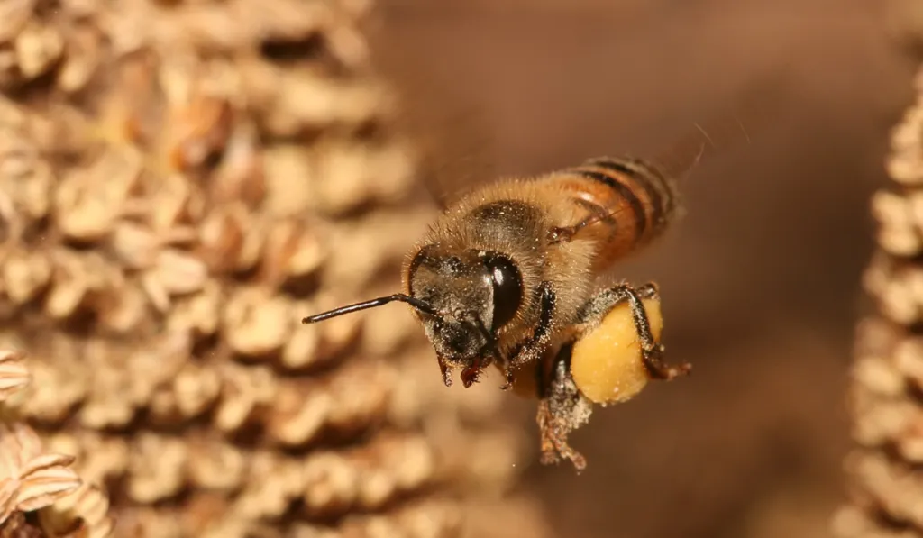 El calor cambia la conducta de las abejas productoras de miel, revela estudio científico