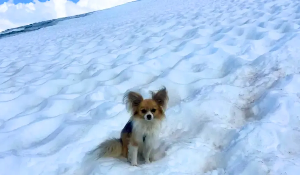 El héroe más pequeño: un chihuahua salva a su dueño tras caer en un glaciar de Suiza