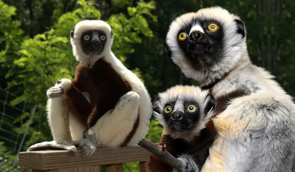 El legado de Zaboomafoo sigue vivo: presentan a Junius, el bisnieto que conquista internet