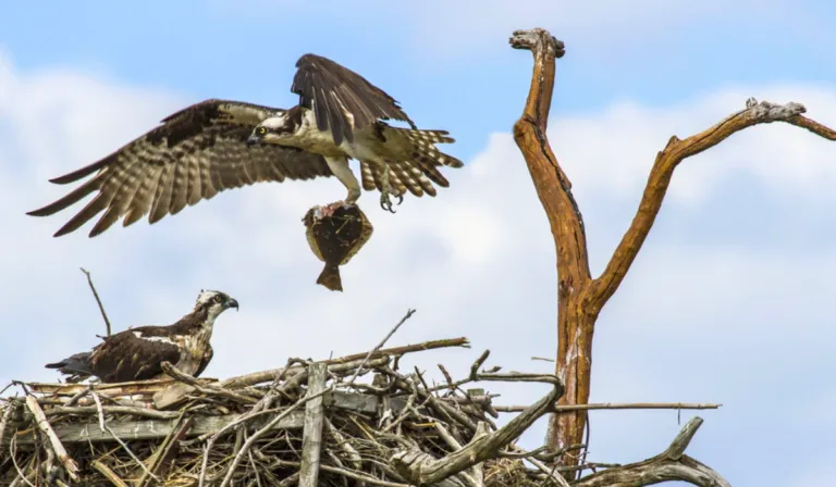 El quebrantahuesos, el ave que guarda siglos de historia en sus nido