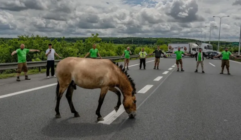 El regreso de los últimos caballos salvajes: la historia que Ami Vitale llevó a National Geographic