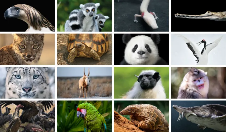 Estos son los animales en peligro de extinción en 2026: una alerta para el planeta