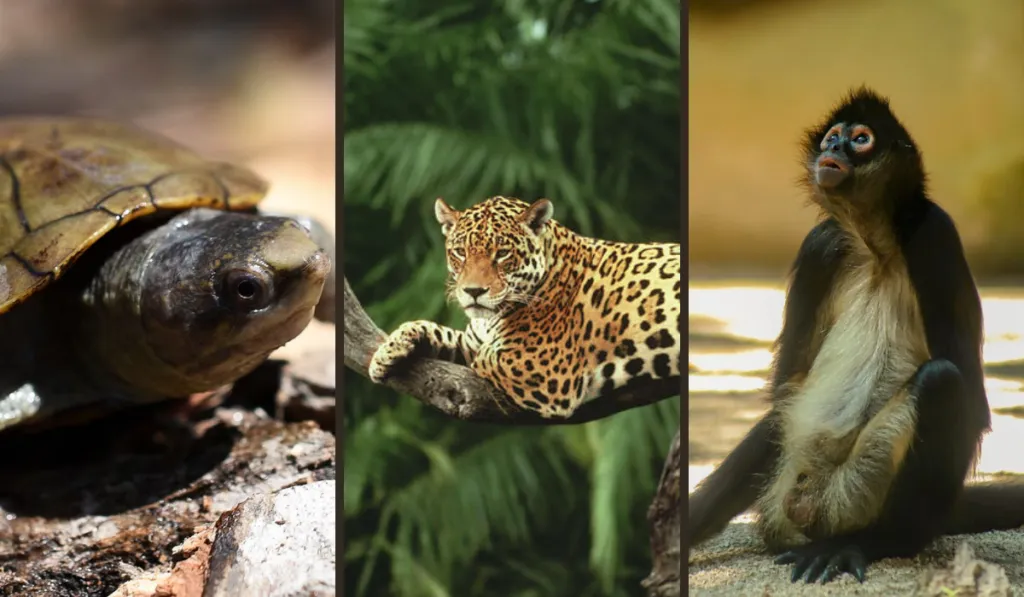 Jaguares, ajolotes y tortugas: la otra cara del tráfico ilegal de fauna en México