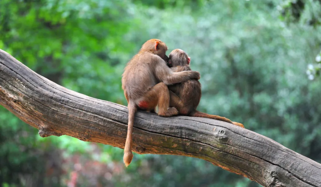 La homosexualidad en primates: una estrategia de supervivencia con 40 millones de años de historia