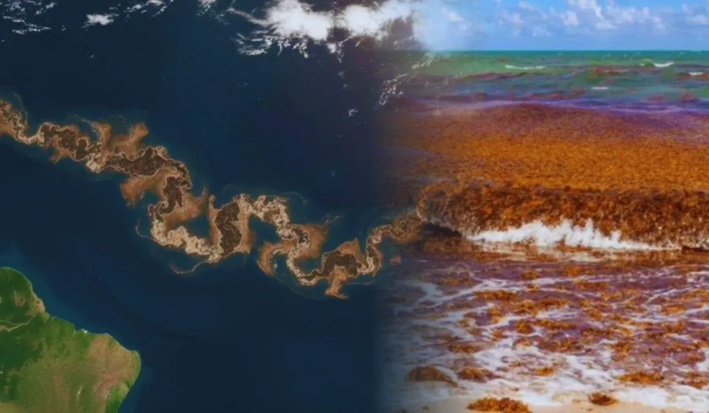 La mancha marrón que cruza el Atlántico: qué es y por qué alerta a América y África