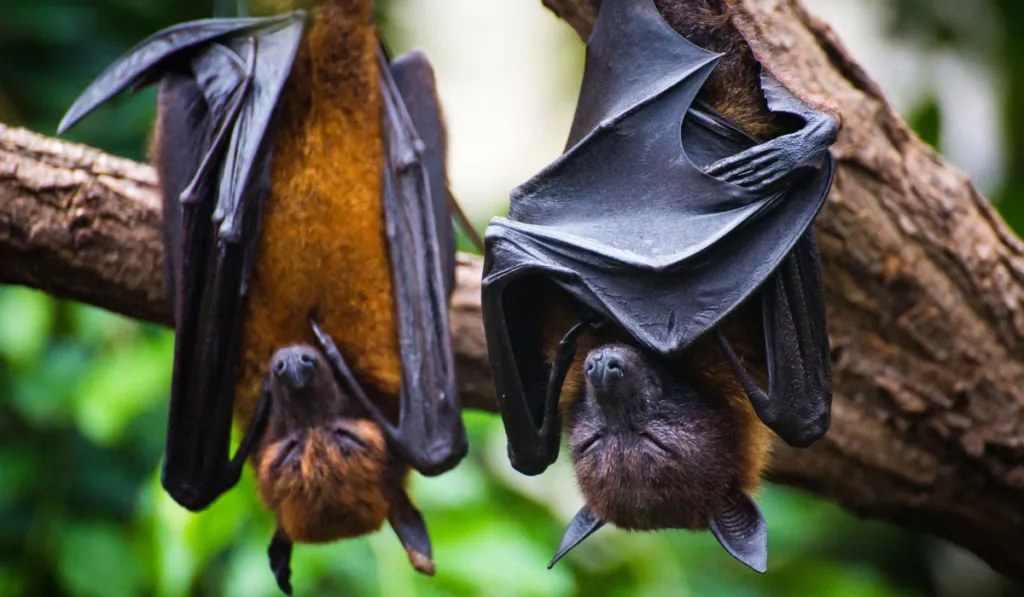 Los murciélagos también hacen amigos: vínculos que duran toda la vida