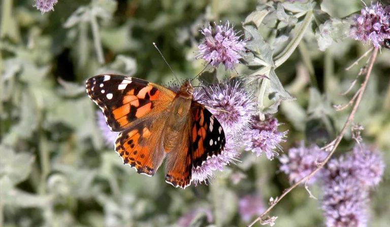 Mariposas que no cruzan el ecuador: científicos descubren migraciones opuestas según el hemisferio