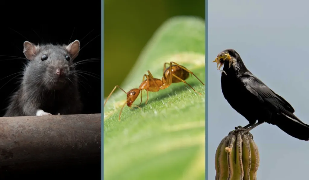 Más allá del instinto: los animales más inteligentes del mundo, según la ciencia