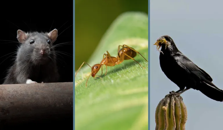 Más allá del instinto: los animales más inteligentes del mundo, según la ciencia