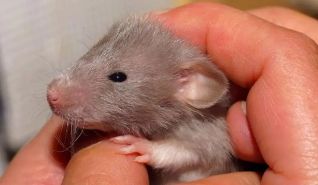 Más padres, más oportunidades: así sobreviven mejor los ratones cuando falta alimento