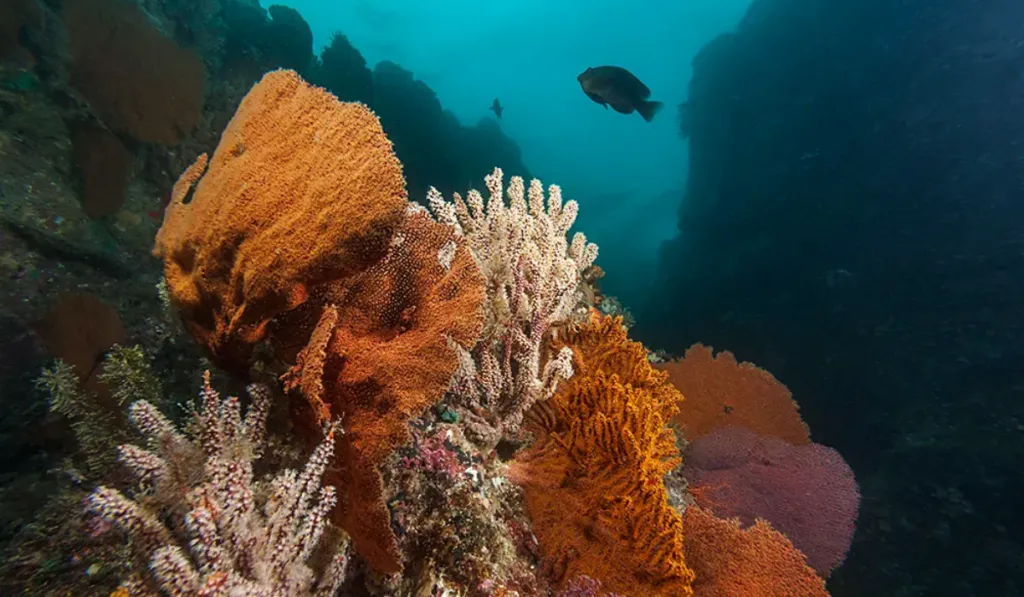Microbios que alertan a tiempo: el método que podría salvar a los arrecifes de coral