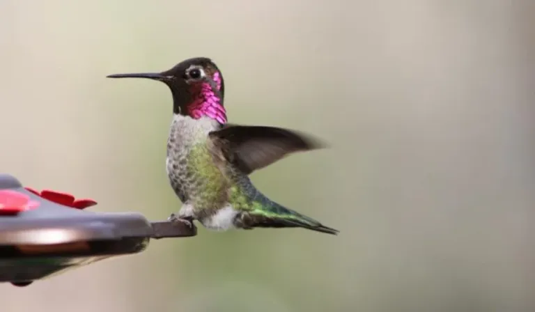 Modificando especies: los bebederos están cambiando a los colibríes