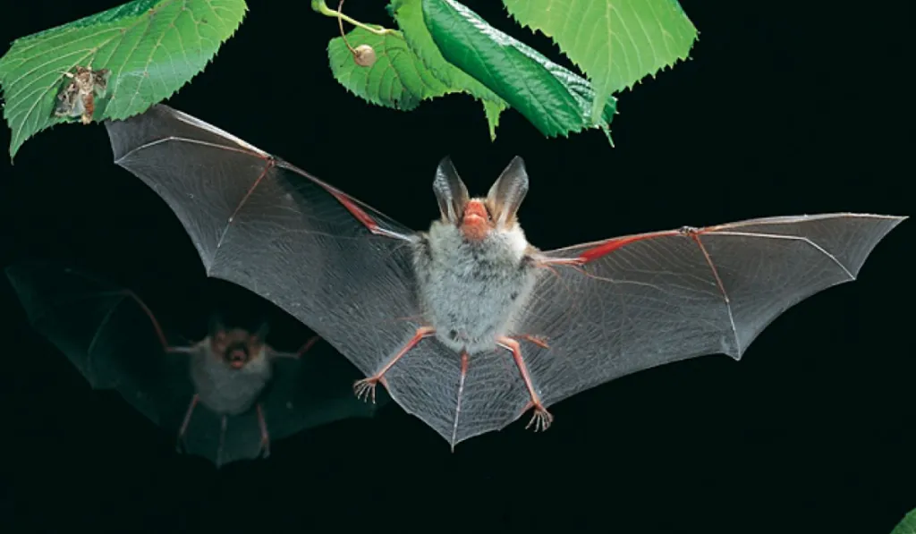 Murciélagos en el jardín: aliados silenciosos para un ecosistema sano y equilibrado