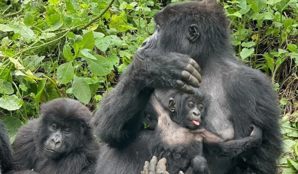 Nacen gemelos gorilas de montaña en Virunga y dan esperanza a una especie en peligro