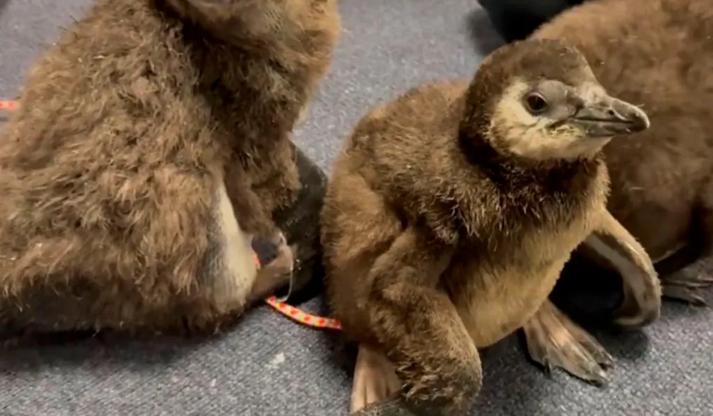 Nacen tres pingüinos africanos en Nueva Jersey y dan esperanza a una especie en peligro crítico