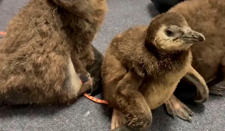 Nacen tres pingüinos africanos en Nueva Jersey y dan esperanza a una especie en peligro crítico