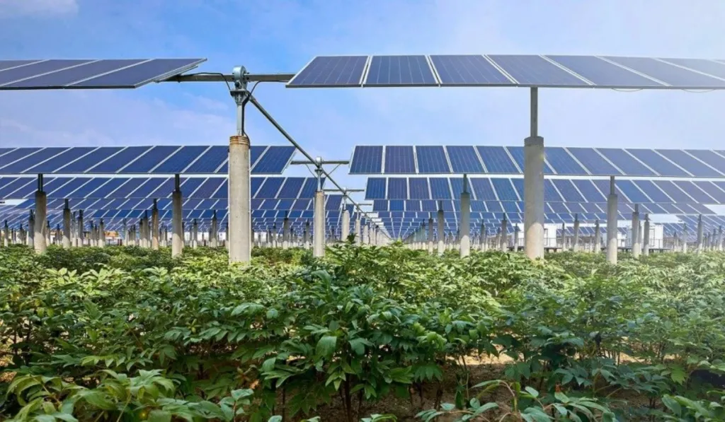 Paneles solares sobre cultivos: la sombra que reduce el calor y cuida a quienes trabajan el campo