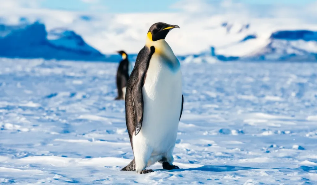 Pingüinos contra el calor: así están cambiando su reproducción por el cambio climático