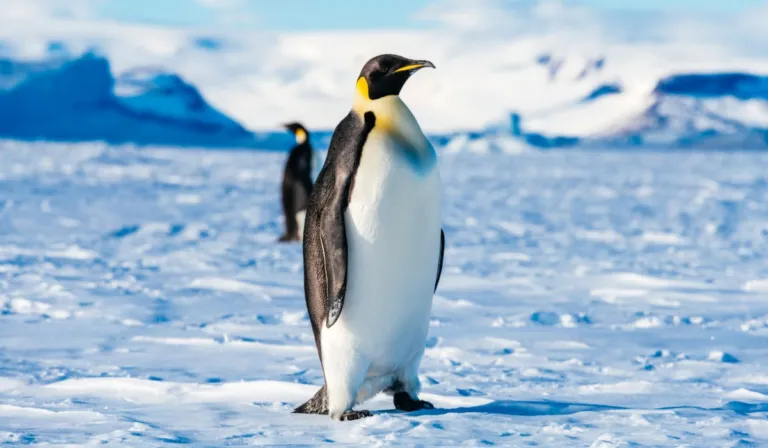 Pingüinos contra el calor: así están cambiando su reproducción por el cambio climático