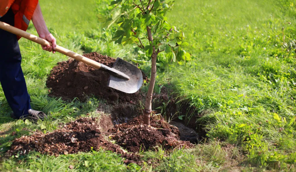 Plantar árboles no siempre enfría la ciudad: el error que puede agravar el calor urbano